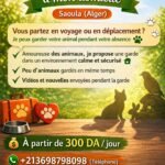 Garde d’animaux à Saoula Alger